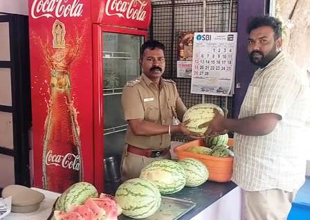 Watermelon grown using natural fertilizers