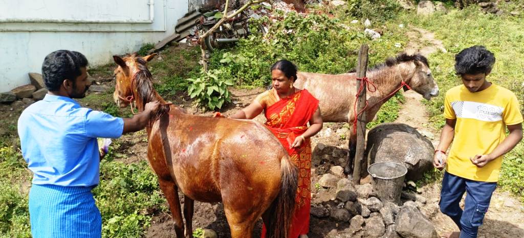 Horse Pongal
