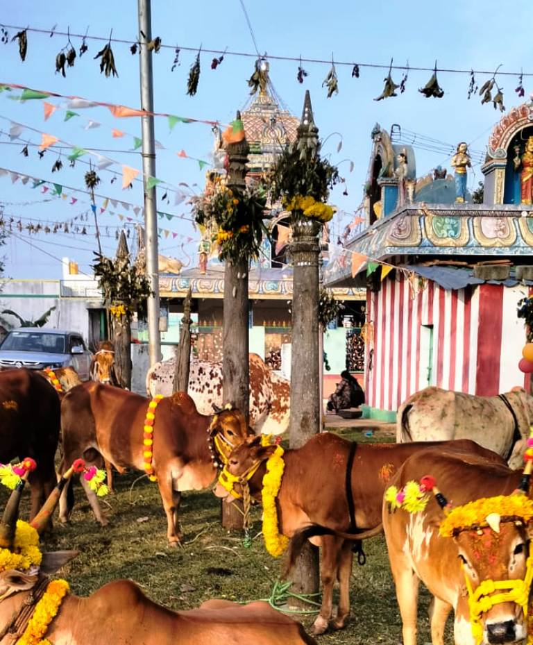 ஏலகிரி பொங்கல் விழா (2)