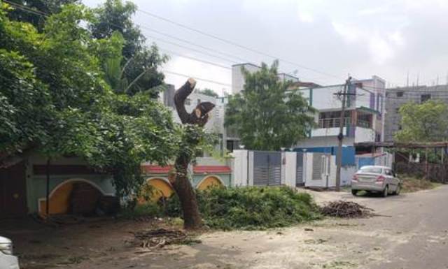 அனுமதியின்றி மரங்களை வெட்டுபவர்கள் மீது நடவடிக்கை 