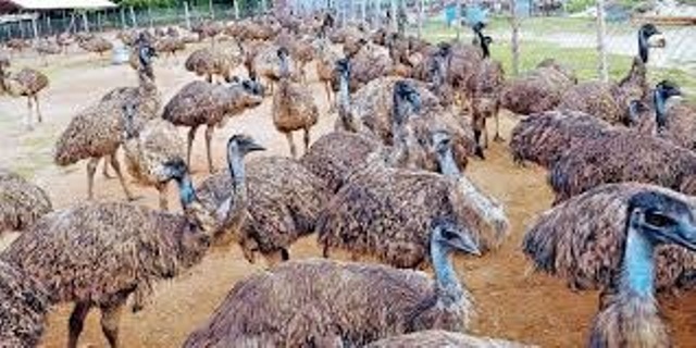 நியோமேக்ஸ் மோசடி