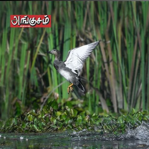 பறவைகள் முகாம்