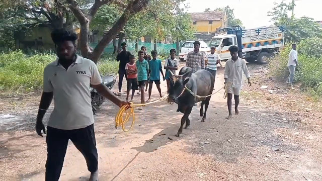 ஜல்லிக்கட்டு