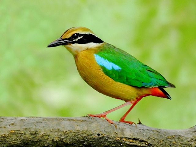 பறவைகள் பலவிதம் -2