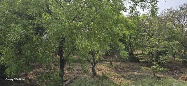 பசுமை பூங்கா