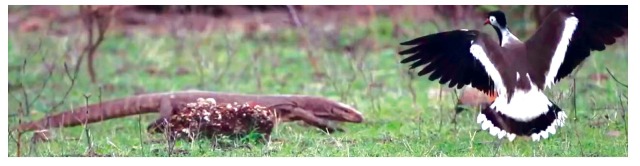 பறவைகள் பலவிதம்-8