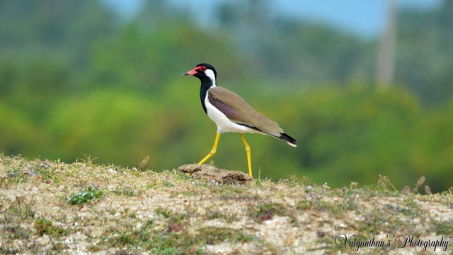 பறவைகள் பலவிதம் -9