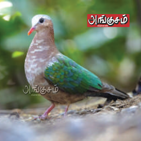 பறவைகள் பலவிதம்... தொடர் 12