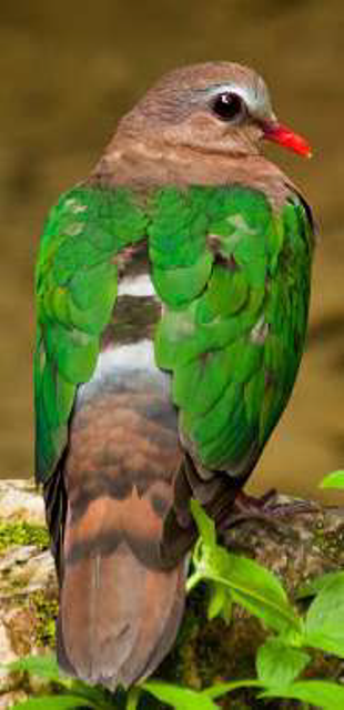 பறவைகள் பலவிதம்... தொடர் 12