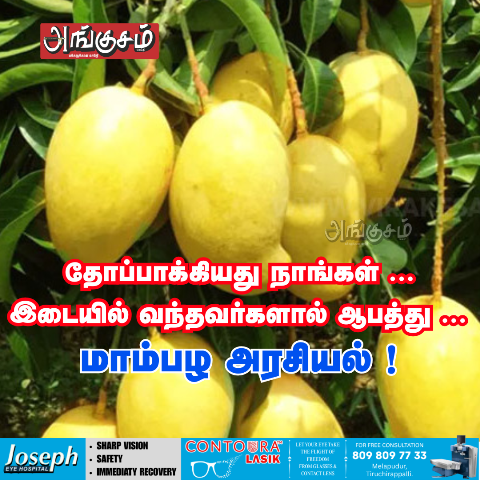 மாம்பழ அரசியல் !