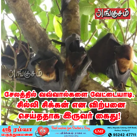 வவ்வால் சில்லி