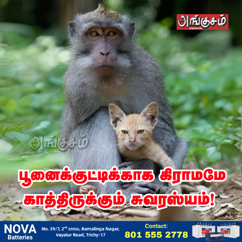குரங்கினால் தூக்கிச் செல்லப்பட்ட பூனைக்குட்டி