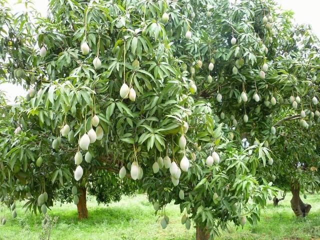 மாந்தோப்பு