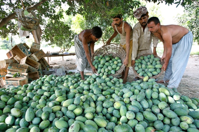 மாம்பழம் அரசியல்