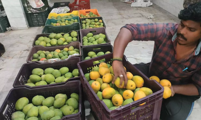 மாம்பழம் விலை வீழ்ச்சி
