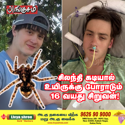 சிலந்தி கடி