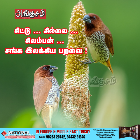 பறவைகள் பலவிதம்-16