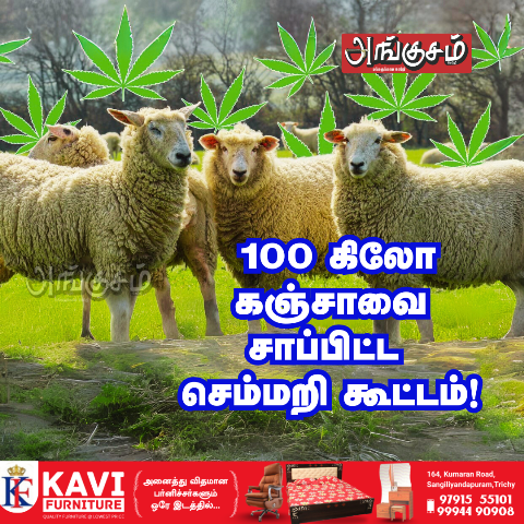 செம்மறி கூட்டம்