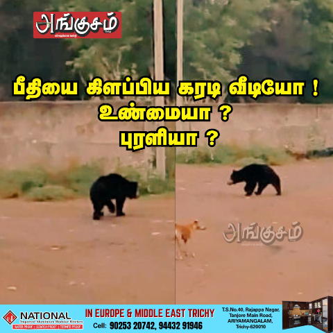 சுற்றி திரியும் கரடி