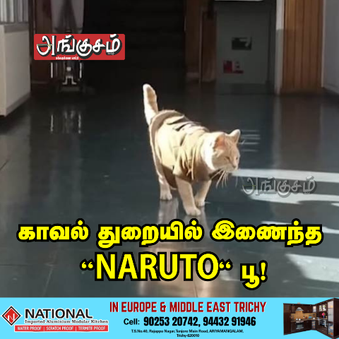 “ NARUTO“ பூனை