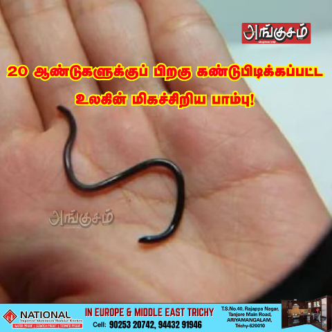 உலகின் மிகச்சிறிய பாம்பு
