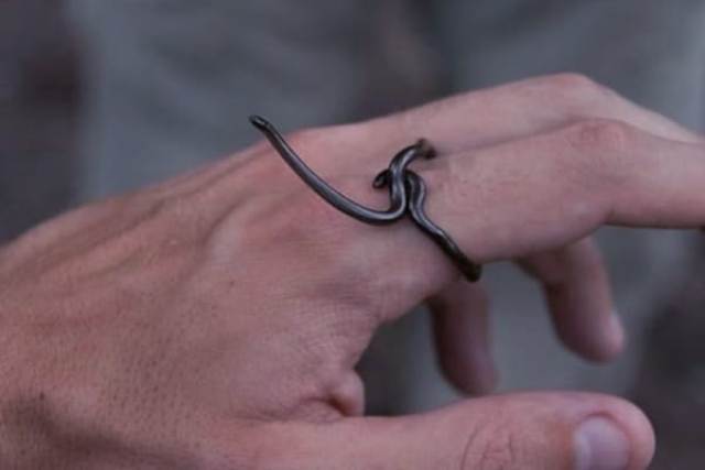 உலகின் மிகச்சிறிய பாம்பு