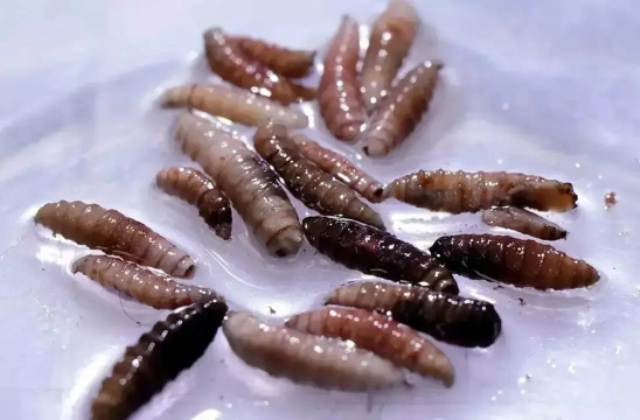 சதை உண்ணும் ஒட்டுண்ணி 