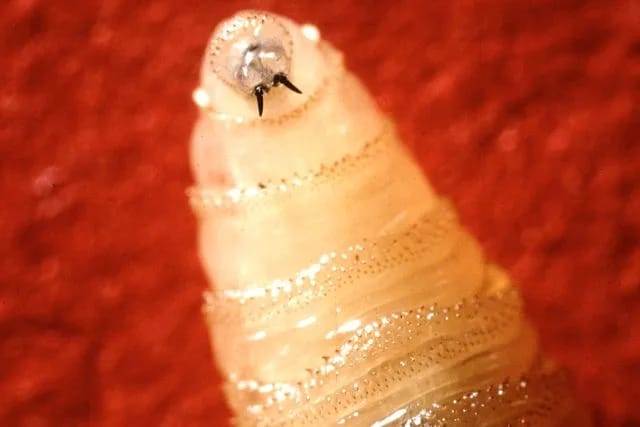 சதை உண்ணும் ஒட்டுண்ணி 