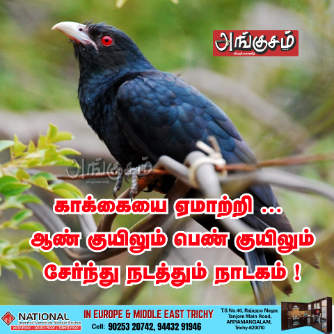 பறவைகள் பலவிதம்