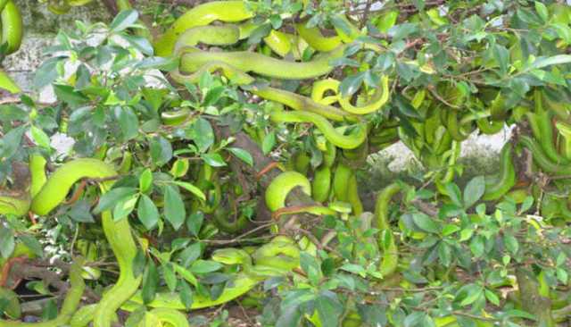 பாம்புகள் தோட்டம்