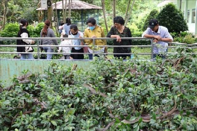 பாம்புகள் தோட்டம்