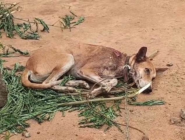 நாய் கடி