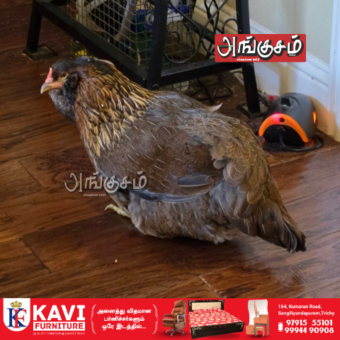 உலகின் வயதான கோழி