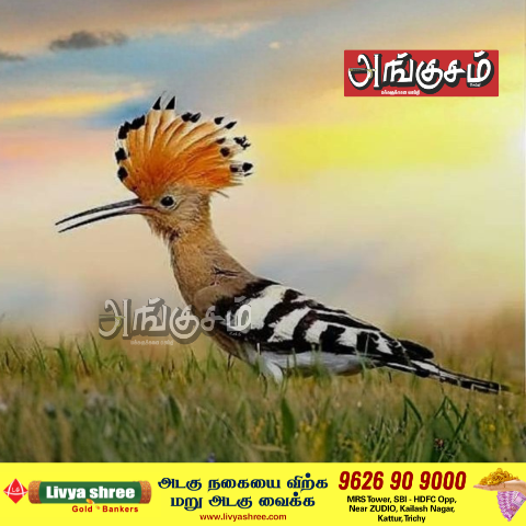 கொண்டலாத்தி