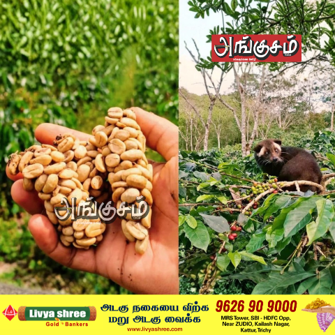 கோபி லுவாக் காபி கொட்டை