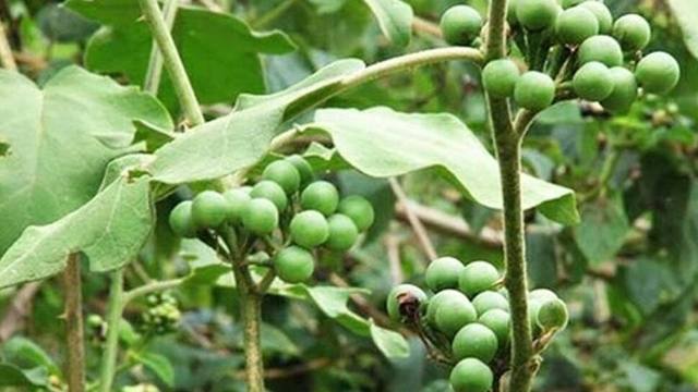 சுண்டைக்காய் மருத்துவம்