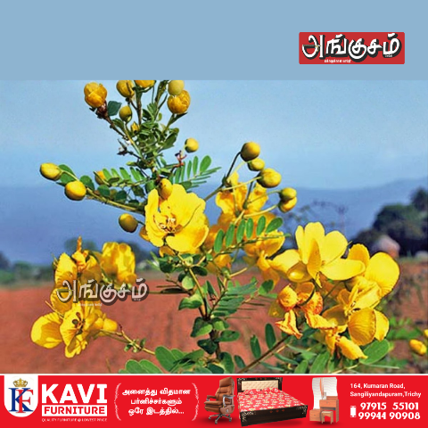 ஆவாரம் பூ