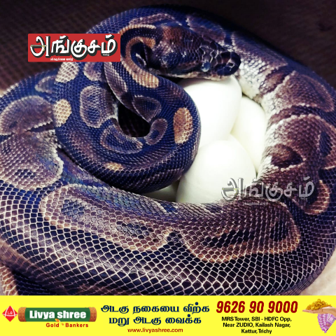 அதிசய பாம்பு