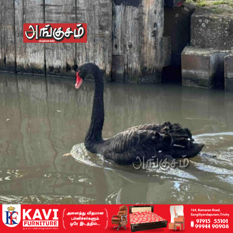 ரவுடி அன்னப்பறவை