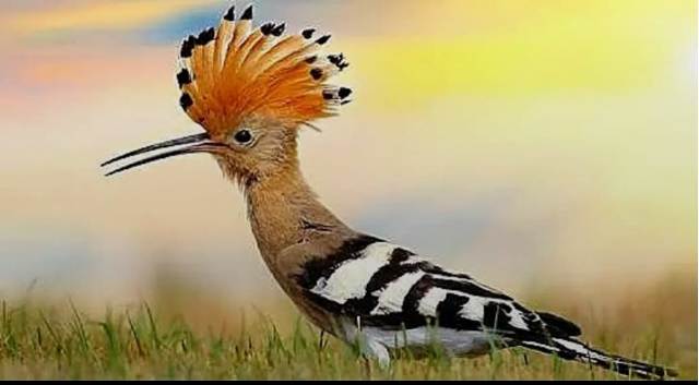 கொண்டலாத்தி 