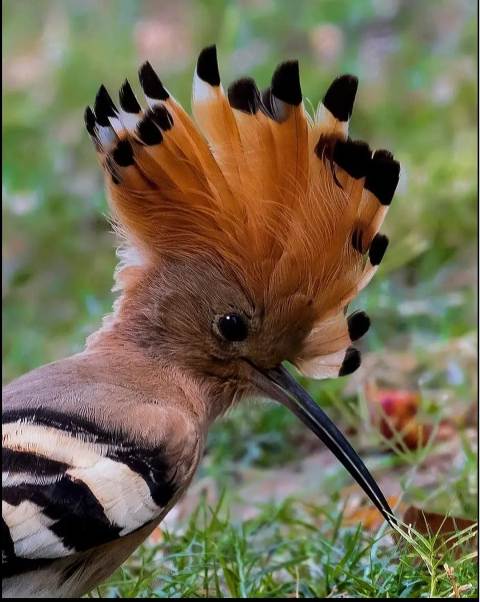 கொண்டலாத்தி 