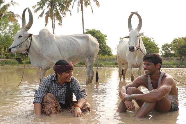 ‘பைசன்’ காளமாடன்’  