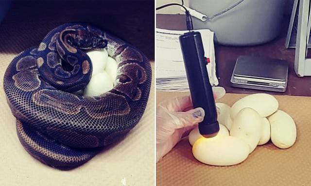 அதிசய பாம்பு