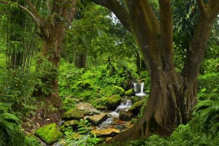 தண்டகாருண்யம்