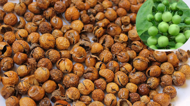 சுண்டைக்காய் மருத்துவம்