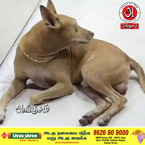 நகைக்கடையை பாதுகாக்கும் நாய்