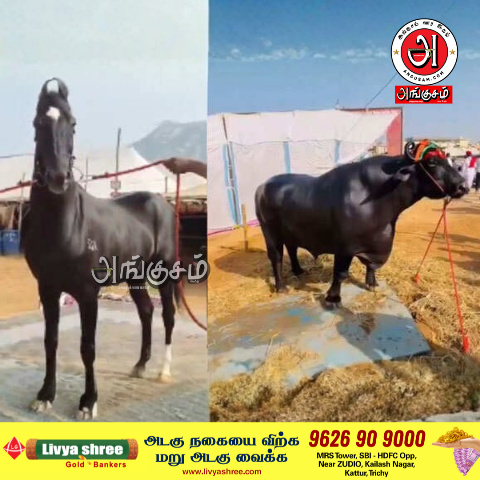 கால்நடை கண்காட்சி