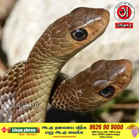 சாரைப் பாம்பு