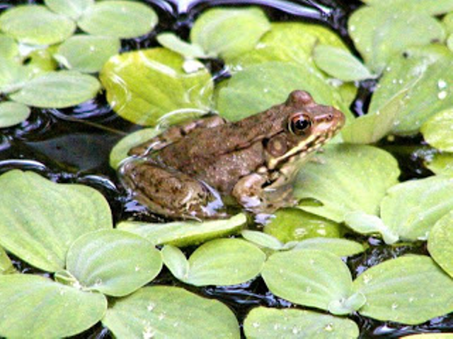 கிணற்று தவளைகள்