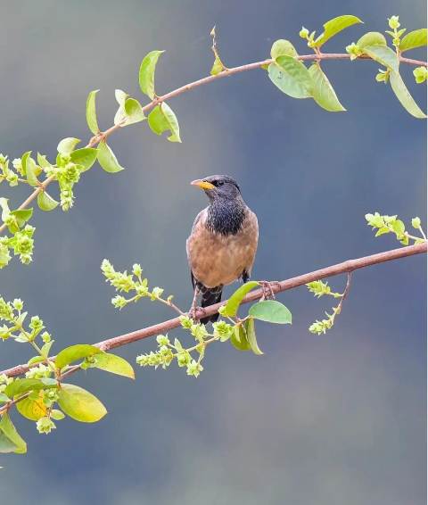 நாகணவாய் புள்